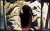 viprsr-118.gif